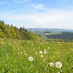 Schon fast Zeit zum Heuen